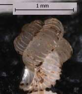 Opisthostoma W. T. Blanford & H. F. Blanford 1860 resmi