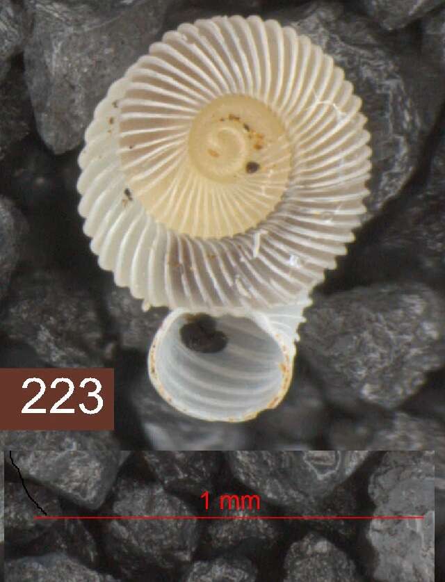 Opisthostoma W. T. Blanford & H. F. Blanford 1860 resmi