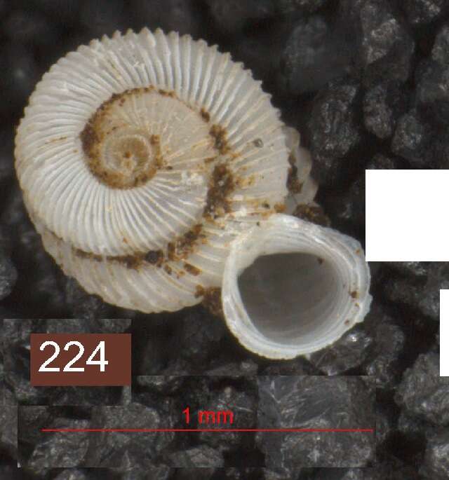 Opisthostoma W. T. Blanford & H. F. Blanford 1860 resmi