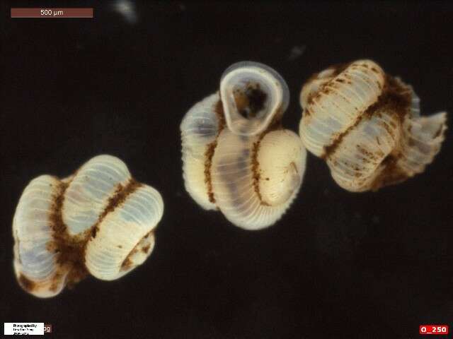 صورة Opisthostoma W. T. Blanford & H. F. Blanford 1860