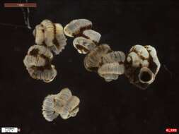 Plancia ëd Opisthostoma W. T. Blanford & H. F. Blanford 1860