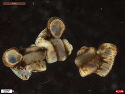 Plancia ëd Opisthostoma W. T. Blanford & H. F. Blanford 1860