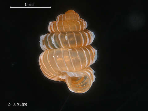 Image of Plectostoma H. Adams 1865