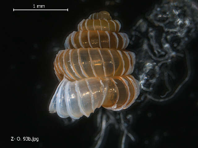 Image of Plectostoma H. Adams 1865