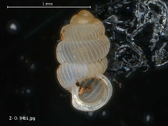 Image of Diplommatinidae