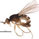 Image of Elachiptera angusta Sabrosky 1948