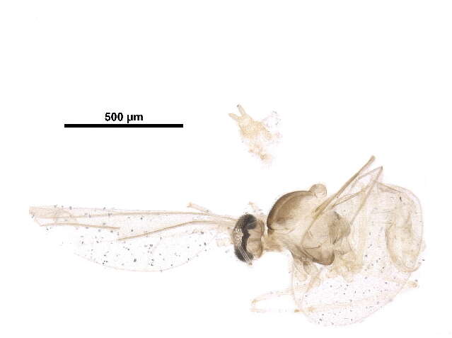 Image de Asteromyia