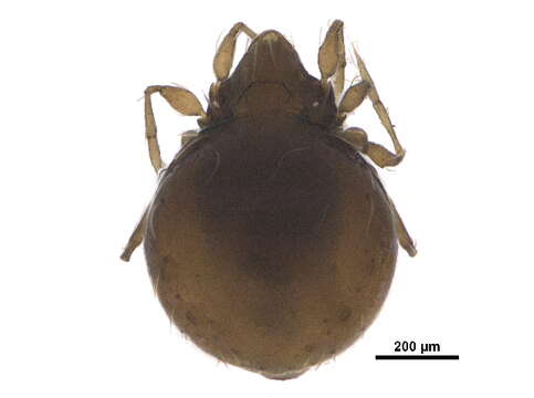 Image of Mite