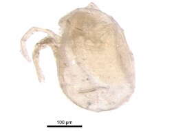 Image of Pionidae