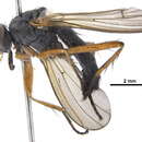 Image of Neorthacheta dissimilis (Malloch 1924)