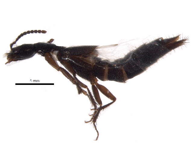 Image of rove beetles