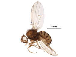 Image of Brachycera