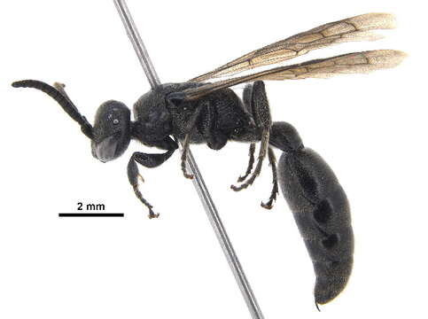 Image of tiphiid wasps