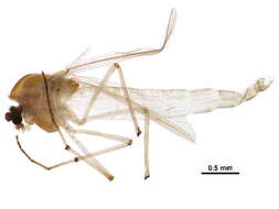 Image of Xenochironomus