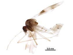 Image of Tanypodinae