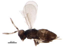 Image of Aphelinidae