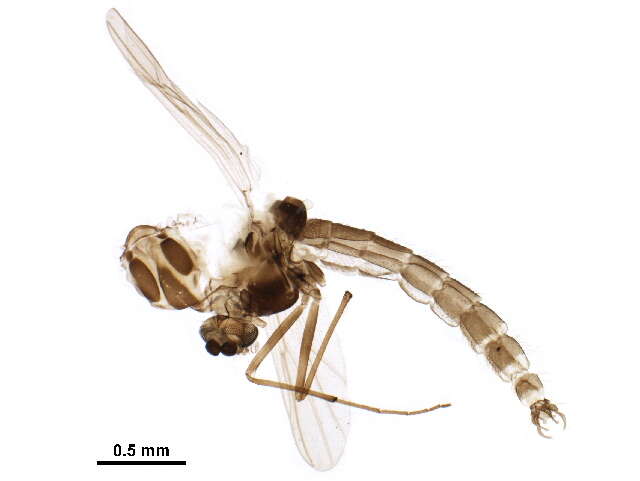 Image of Dicrotendipes