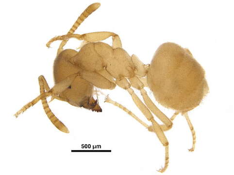 Image of Yellow  meadow ant