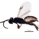 Image of Neodryinus typhlocybae