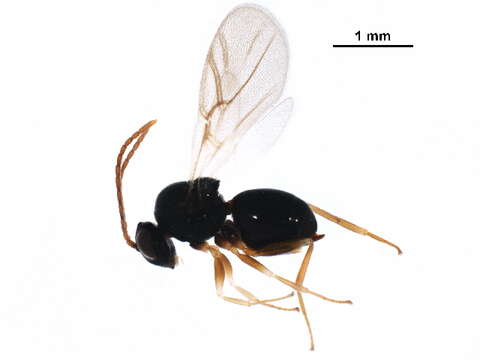 Image of Cynipoidea