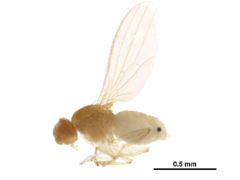 Image of chyromyid flies