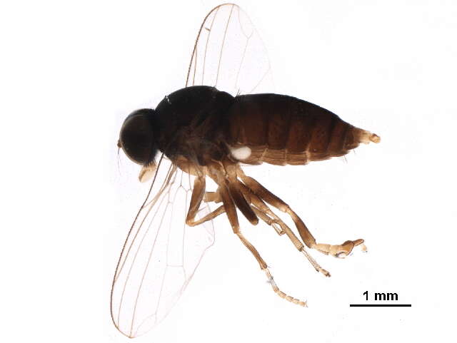 Image of flat-footed flies