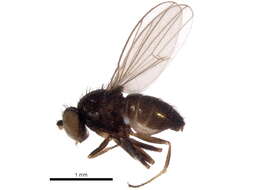 Image of shore flies