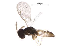 Image of <i>Lyrcus nigroaeneus</i>