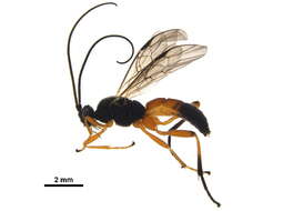 Image of Mummy-wasps