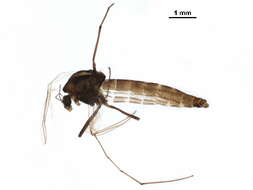 Image of Chironomus