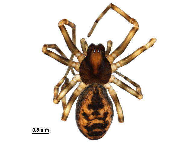 Image of Emblyna annulipes (Blackwall 1846)