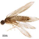 Image of Orthotrichia