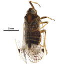 Image of Cixiinae