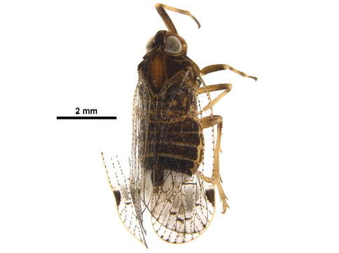 Image of Fulgoroidea