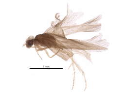 Hydroptilidae resmi