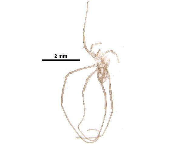 Image of Sclerosomatidae