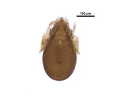 Image of Ceratokalummidae Balogh 1970