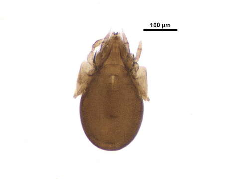 Ceratokalummidae Balogh 1970 resmi