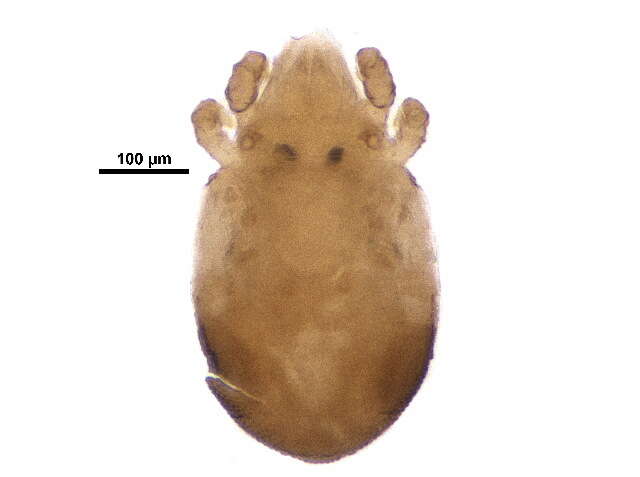 Imagem de Trhypochthonius Berlese 1904