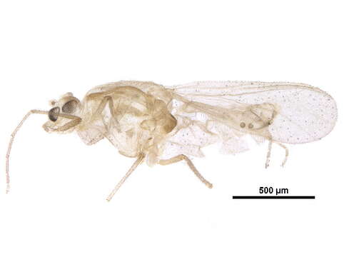 Plancia ëd Parakiefferiella