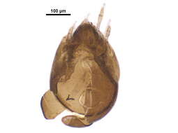 Image of Tegoribatidae Grandjean 1954