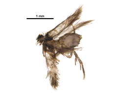 صورة Stigmella rhoifoliella (Braun 1912) Newton et al. 1982