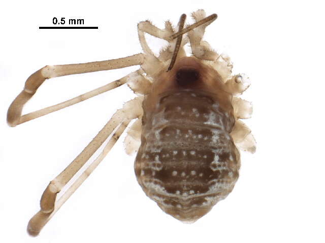 Image of Sclerosomatidae