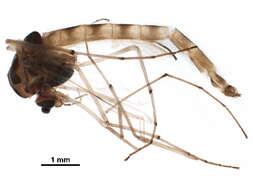 Image of Chironomus