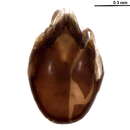 Image of Achipteria Berlese 1885