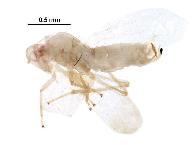 Sivun Zonocyba hockingensis (Knull 1945) kuva