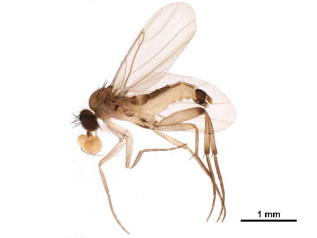 Image de Lecanocerus compressiceps Borgmeier 1962