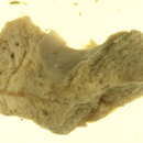 Image of Suberites Nardo 1833