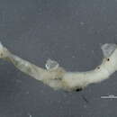 Image of Protodriloididae