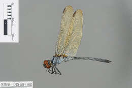 Image of Orthetrum luzonicum (Brauer 1868)